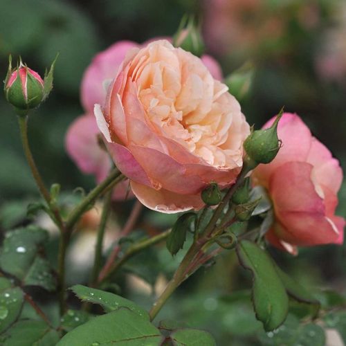 Rosa Eveline Wild™ - galben - Trandafir copac cu trunchi înalt - cu flori tip trandafiri englezești - coroană tufiș